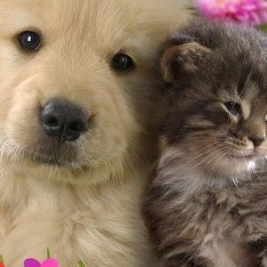 Meet your Posher, Marie